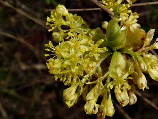 {Sassafras albidum}